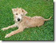 Irish soft coated wheaten terrier \(Dog standard\)