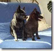 Schipperke \(Dog standard\)