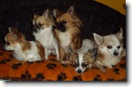 Chihuahua