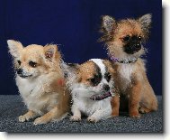 Chihuahua