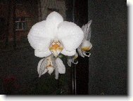 Orchidaceae