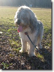 South russian shepherd dog \(Dog standard\)