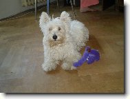 West highland white terrier \(Dog standard\)