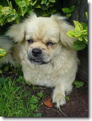 Tibetan Spaniel