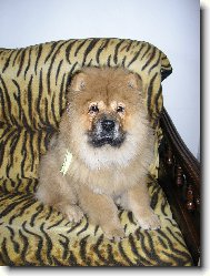 Chow chow \(Dog standard\)