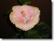 Hibiscus rosa-sinensis