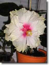 Hibiscus rosa-sinensis