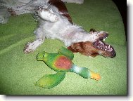 Welsh springer spaniel \(Dog standard\)