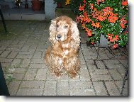 English cocker spaniel \(Dog standard\)