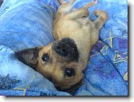 Chihuahua