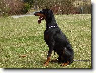 Dobermann, Doberman