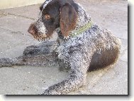 Bohemian wire-haired pointing griffon \(Dog standard\)