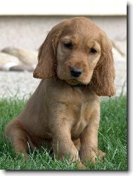 English cocker spaniel \(Dog standard\)