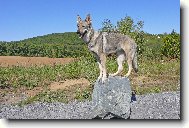 Chechoslovakian wolfdog \(Dog standard\)