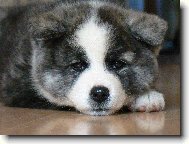 Japanese akita \(Dog standard\)