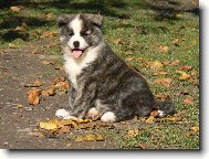 Japanese akita \(Dog standard\)