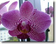 Phalaenopsis