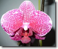 Phalaenopsis