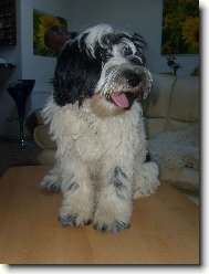 Polish lowland sheepdog \(Dog standard\)