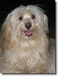Bichon Havanais, Havanese