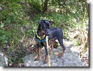 Miniature pinscher \(Dog standard\)
