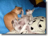 Chihuahua