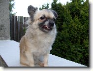 Chihuahua