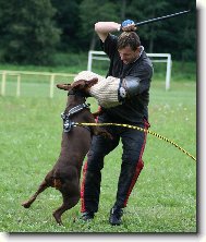 Dobermann, Doberman