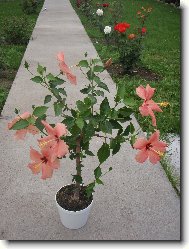 Hibiscus rosa-sinensis