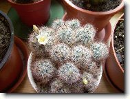 Mammillaria