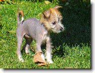 Chinese Crested Dog