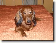 Dachshund