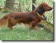 Dachshund