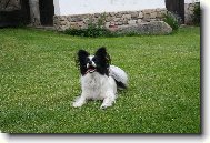 Papillon