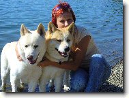 Japanese akita \(Dog standard\)