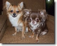Chihuahua
