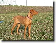 Rvidszr Magyar Vizsla, Hungarian Short-haired Pointing Dog