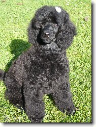 Poodle, caniche \(Dog standard\)