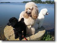 Poodle, caniche \(Dog standard\)