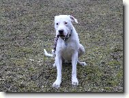 Dogo Argentino \(Dog standard\)