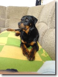 Rottweiler