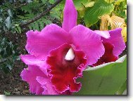 Cattleya