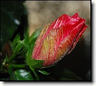 Hibiscus rosa-sinensis