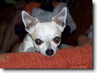 Chihuahua