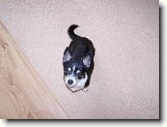 Chihuahua