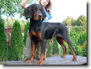 Gordon setter \(Dog standard\)