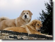 Tibetan Mastiff