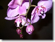 Orchidaceae