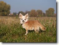 Chihuahua