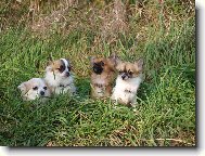 Chihuahua